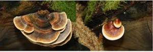 Reishi