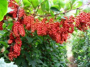 schisandra_